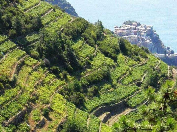 Liguria Home Ameglia Εξωτερικό φωτογραφία